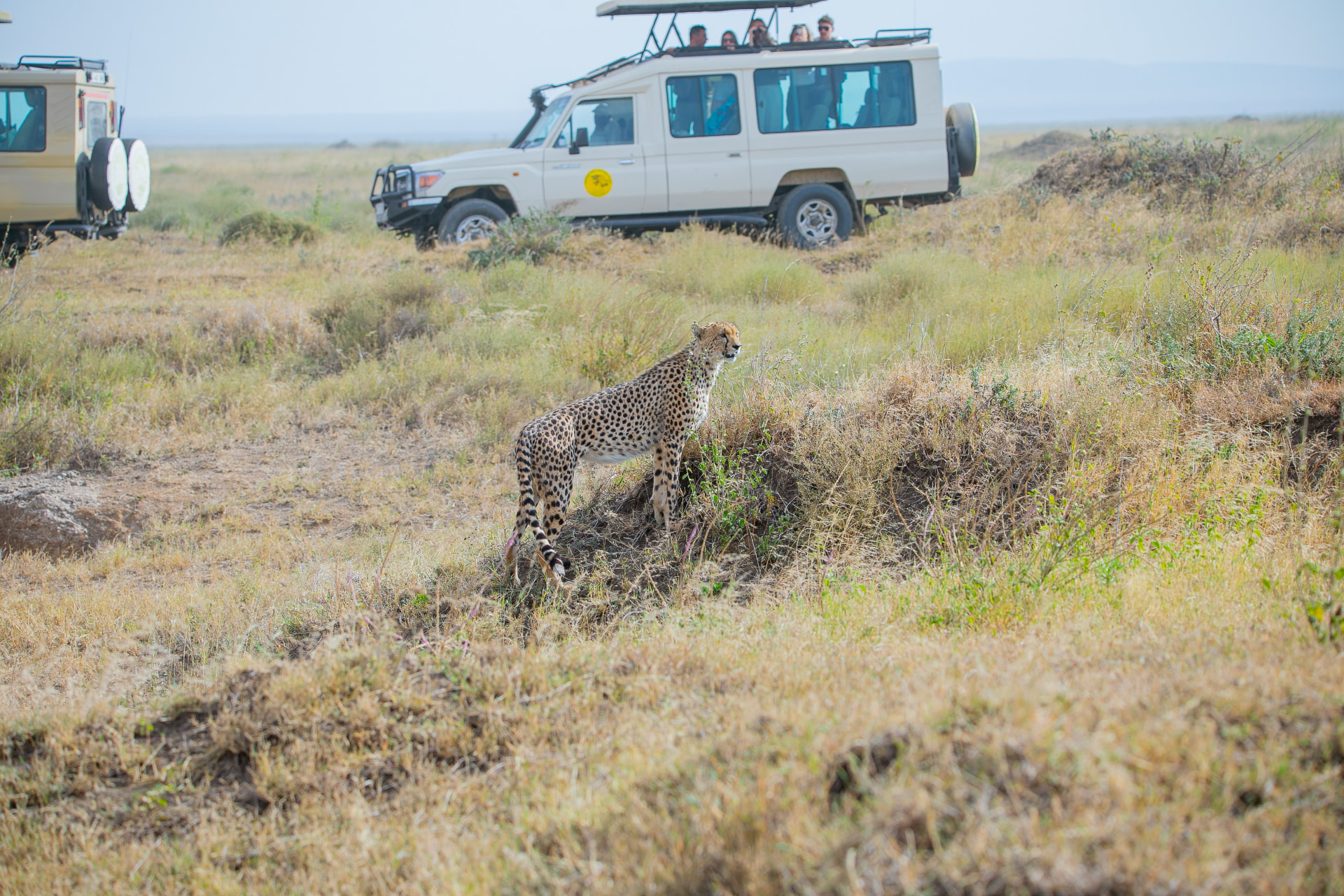 Cheetah on the Serengeti plains watched by safari vehicles