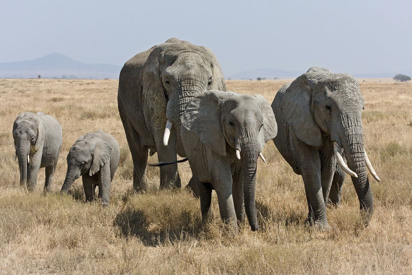Serengeti plains, Tanzania